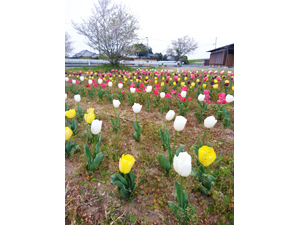 チューリップ満開