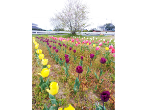 チューリップ満開