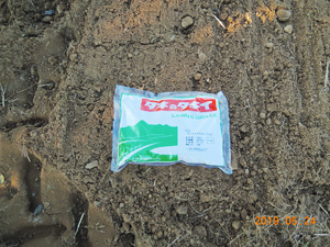 植栽ひまわり播種