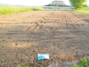 植栽ひまわり播種