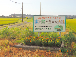 ひまわり、マリーゴールド