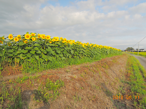 ひまわり、マリーゴールド