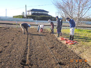 植栽チューリップ植付