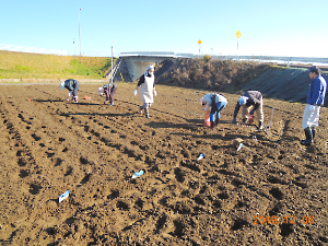 植栽チューリップ植付