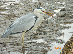 水辺の鳥たち