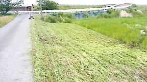 スパイダモア草刈り