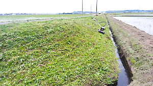 スパイダモア草刈り