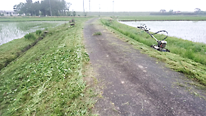 スパイダモア草刈り