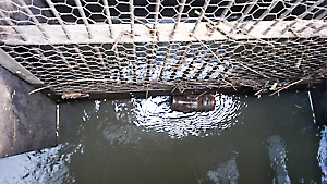 用水ごみ除け網交換