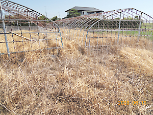 管理放棄地草刈り