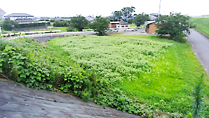 ひまわり生育状況