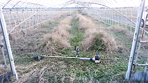 管理放棄地草刈り