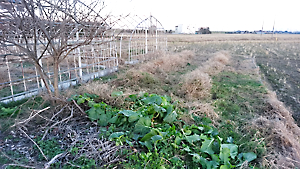 管理放棄地草刈り