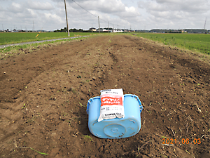 植栽（ひまわり播種）