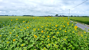 ひまわり開花