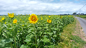 ひまわり開花