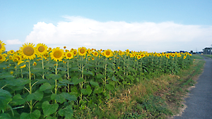 ひまわり満開