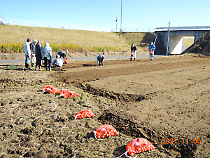 植栽（チューリップ播種）