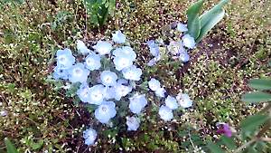 チューリップ、ネモフィラ開花