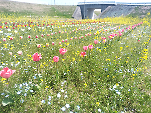 チューリップ、ネモフィラ開花