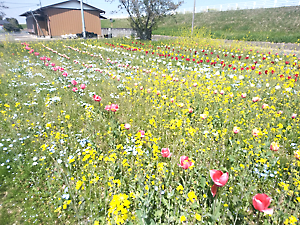 チューリップ、ネモフィラ開花