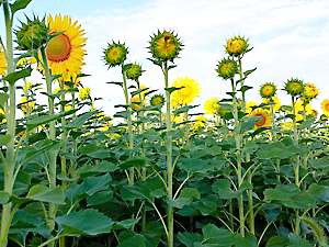 ひまわり開花
