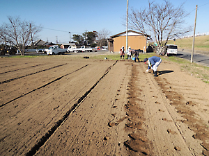 チューリップ球根植付