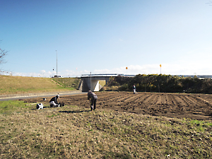 チューリップ球根植付