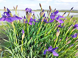 ネモフィラ、ポピー他