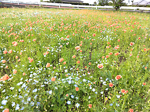 ネモフィラ、ポピー他
