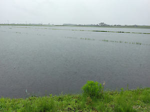 異常気象被害調査