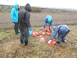 チューリップ植付