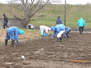 チューリップ植付